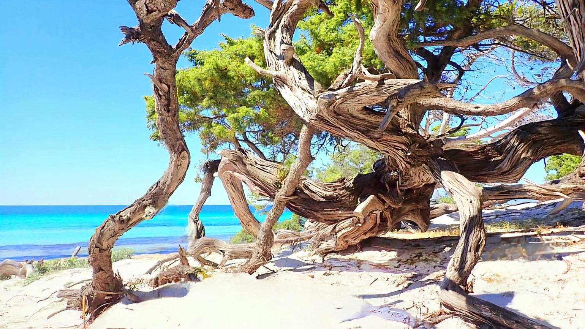 Appartement Vue Sur Mer Santa-Maria-di-Lota ภายนอก รูปภาพ